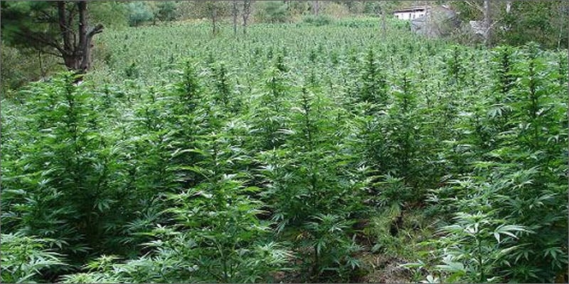 What Was The Original Strain Of Weed?