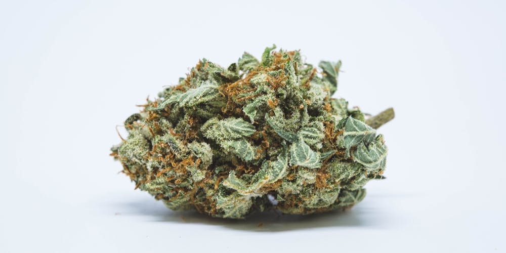 Everything you Need to Know About Indica