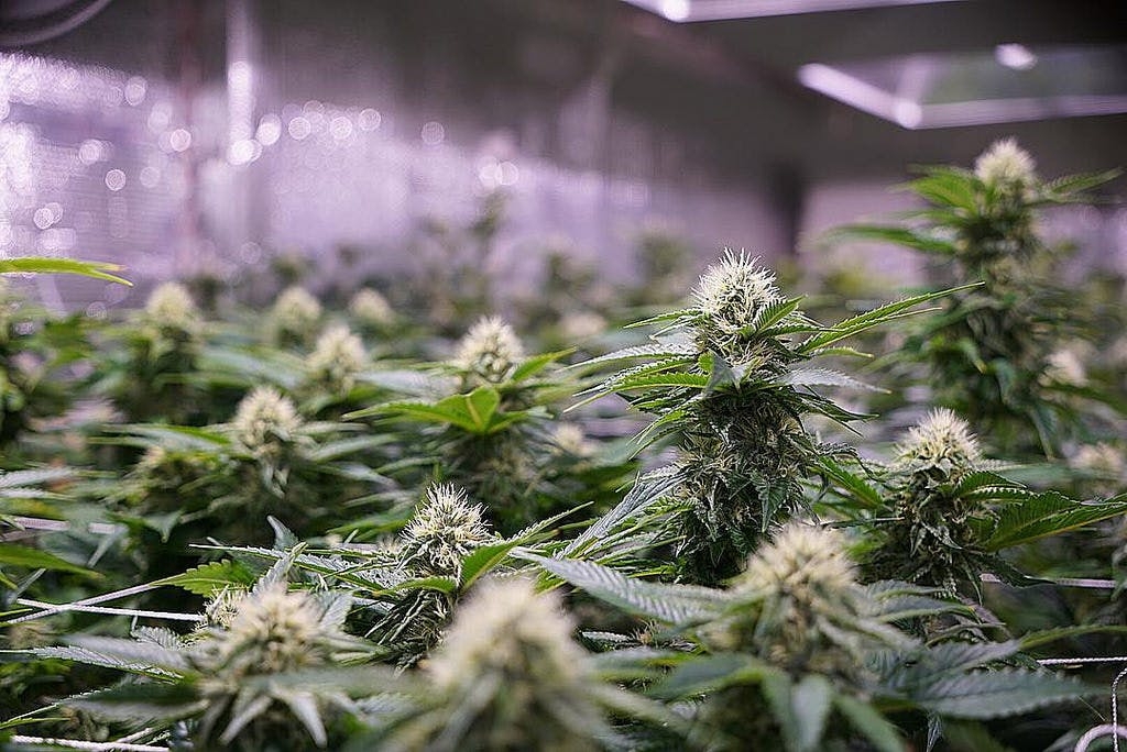 Everything you Need to Know About Indica