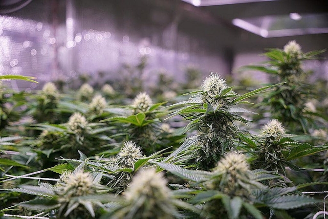 Everything you Need to Know About Indica