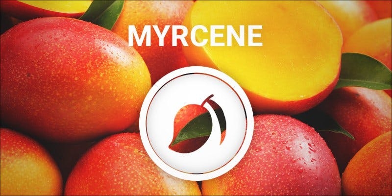 Myrcene: Cannabis Terpene That Could Cure Cancer