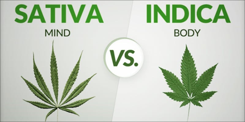 Myrcene: Cannabis Terpene That Could Cure Cancer