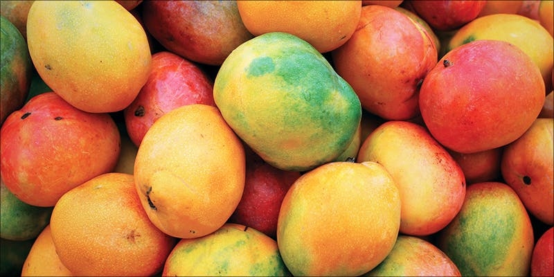 Myrcene: Cannabis Terpene That Could Cure Cancer