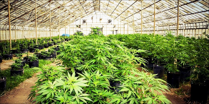 Myrcene: Cannabis Terpene That Could Cure Cancer