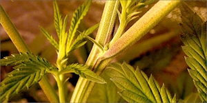 Male Cannabis Plants: Identifying Cannabis Gender