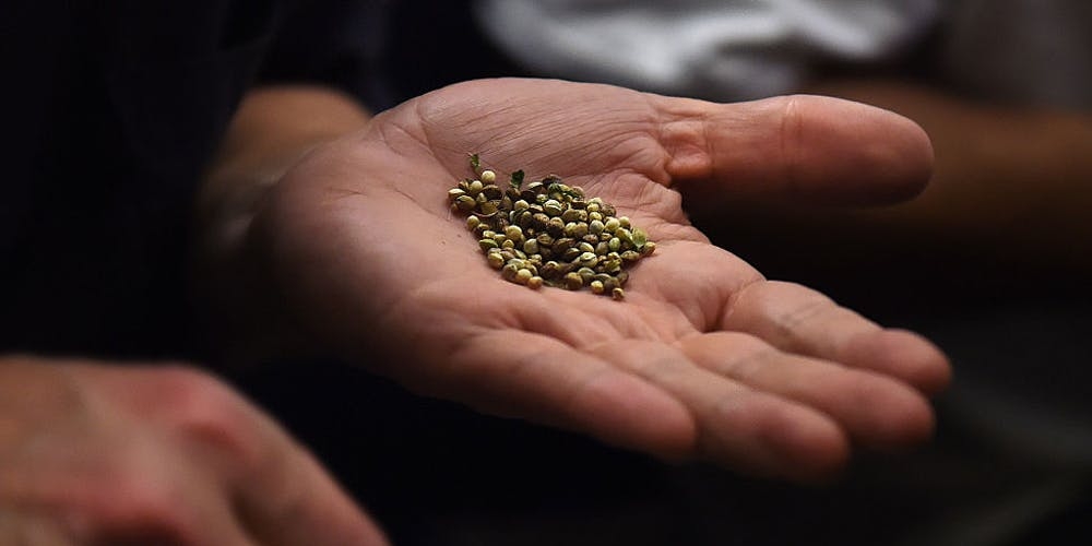 Where to buy the best marijuana seeds