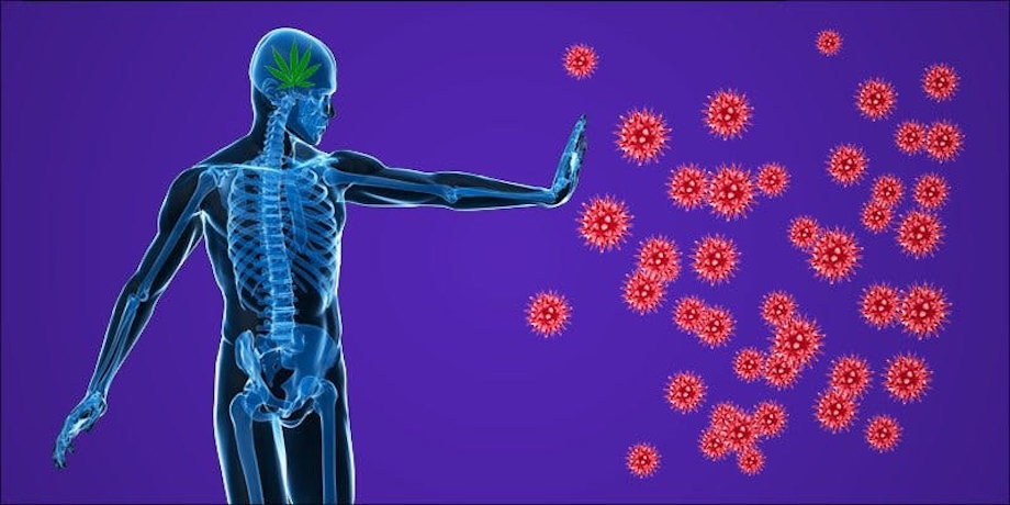 Autoimmune Diseases: How Does Cannabis Help?