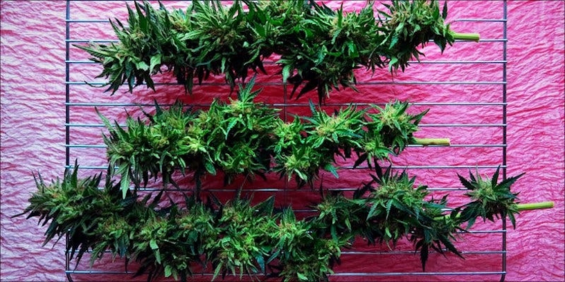 Autoimmune Diseases: How Does Cannabis Help?