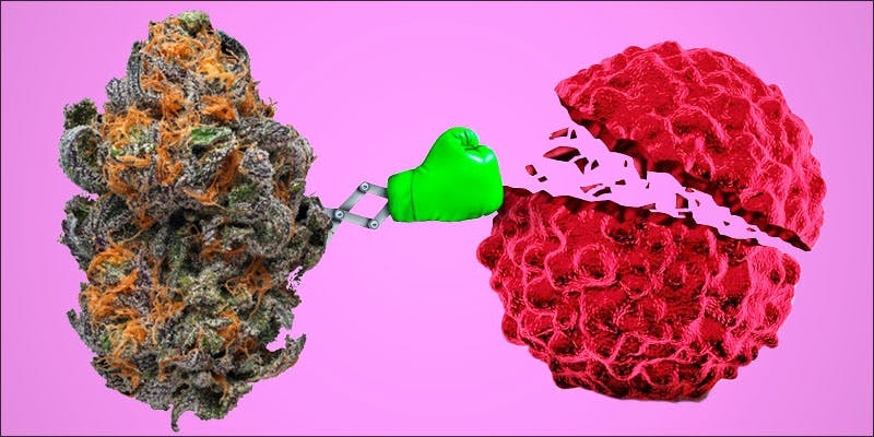 These Are The 4 Ways Cannabis Kills Cancer