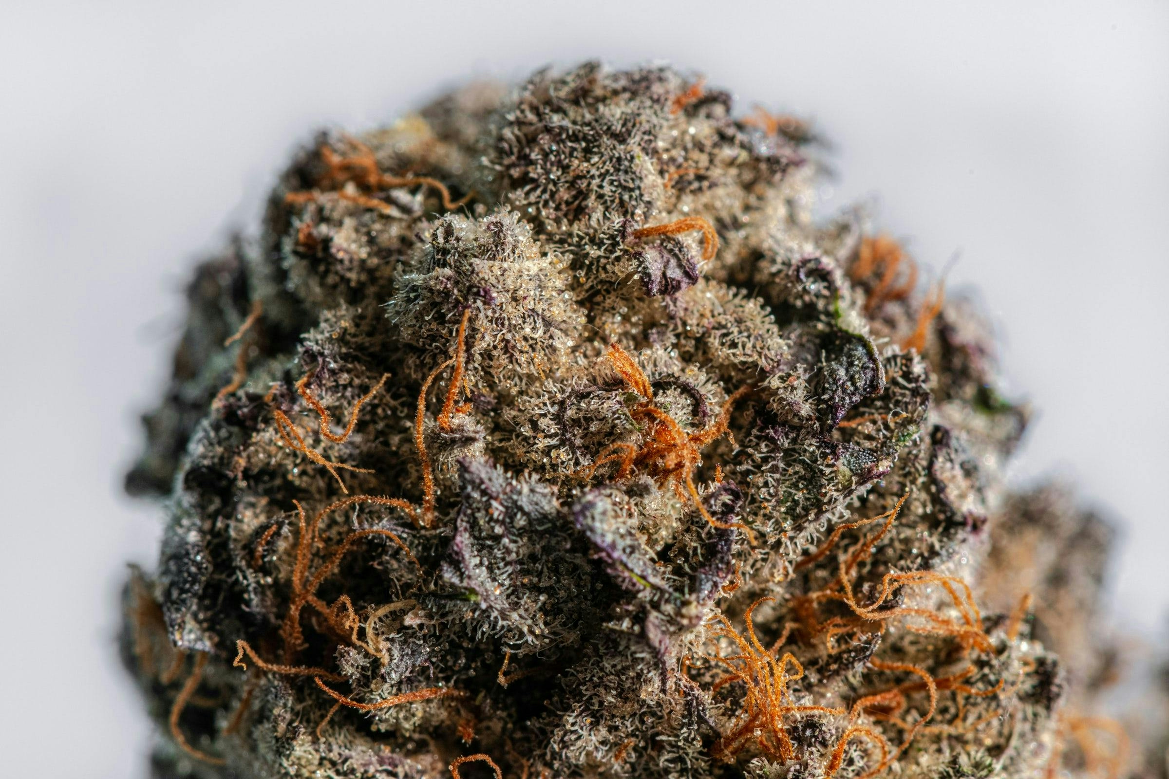 Using Sight to Determine Quality Cannabis