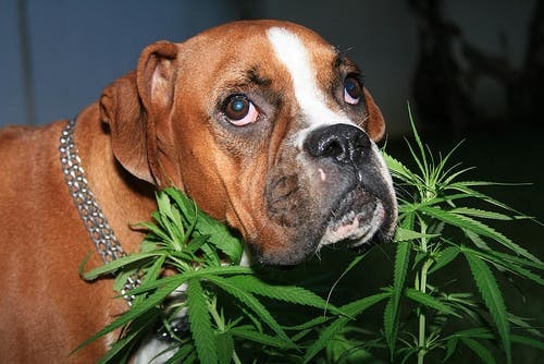 What Do I Do if My Dog Eats Cannabutter?