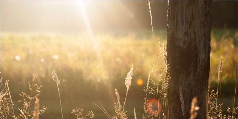 Plants Not Flowering? Make Sure You Know These Simple Fixes