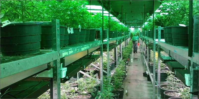 Plants Not Flowering? Make Sure You Know These Simple Fixes