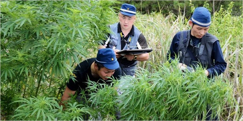 The Green Scene: What $20 Weed Looks Like In Japan