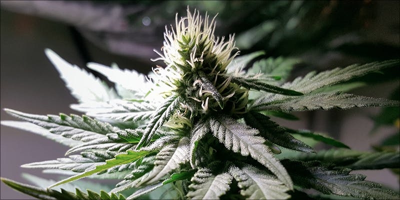 Does Cannabis Weaken Or Strengthen Your Immune System?