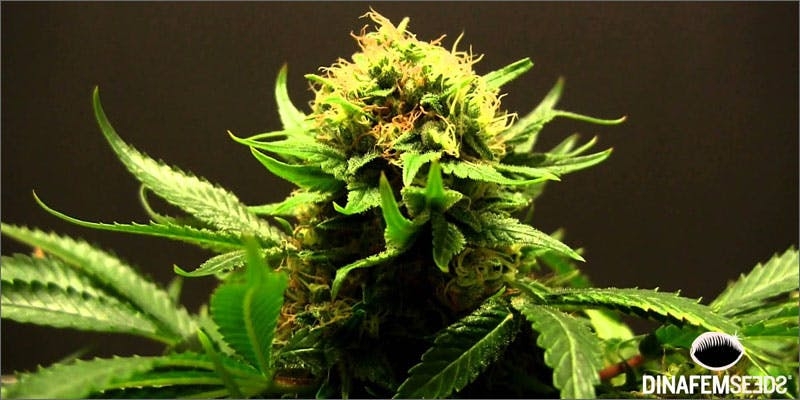 Terp Juice: Do You Know About Marijuana’s Most Potent Concentrate?