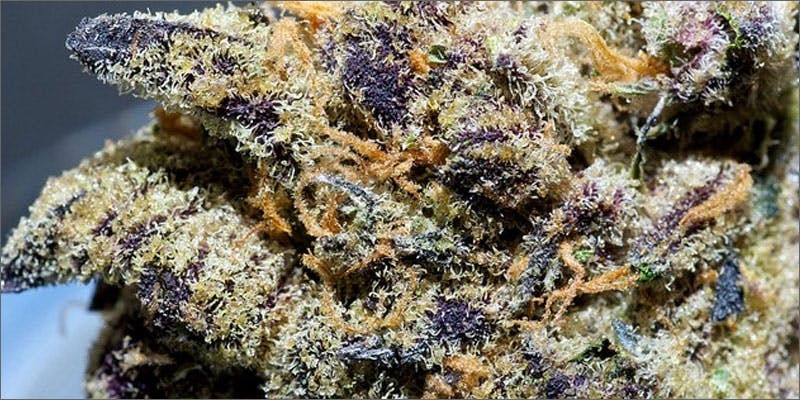 10 Best Weed Strains To Party With