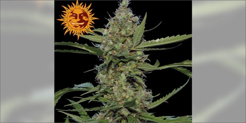 10 Best Weed Strains To Party With