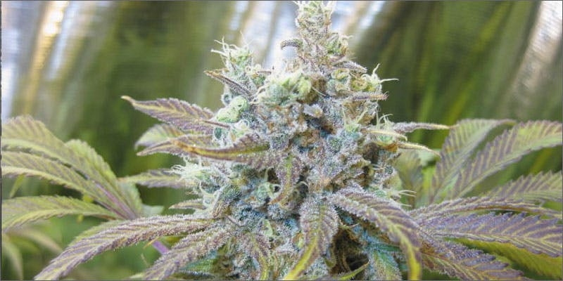 10 Best Weed Strains To Party With