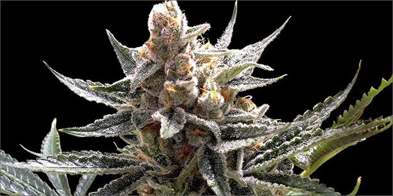 10 Best Weed Strains To Party With