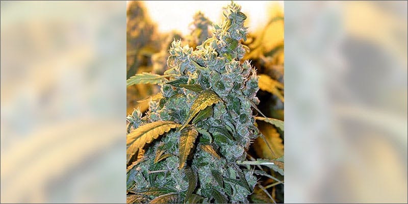 10 Best Weed Strains To Party With