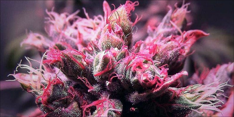 Pink Cannabis Is A Real Thing And It’s Gorgeous