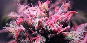 Pink Cannabis Is A Real Thing And It’s Gorgeous