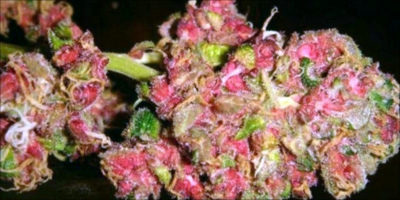 What Is Pink Weed? Pink Cannabis Strains And Effects