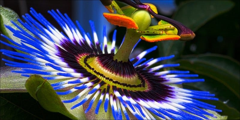 Weed & Anxiety: What To Do