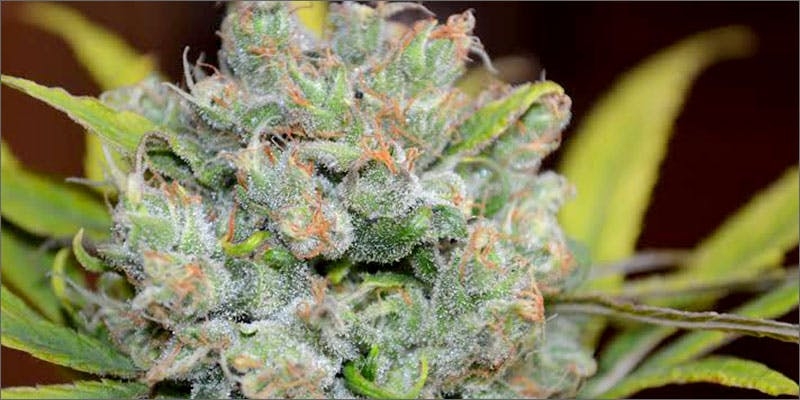 5 Reasons Why You Should Vape CBD