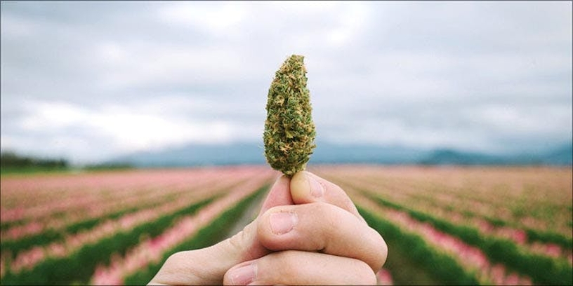 Why Do We Have Cannabinoid Receptors?