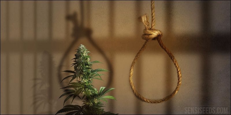 Green Scene: What $20 Weed Looks Like In Cuba