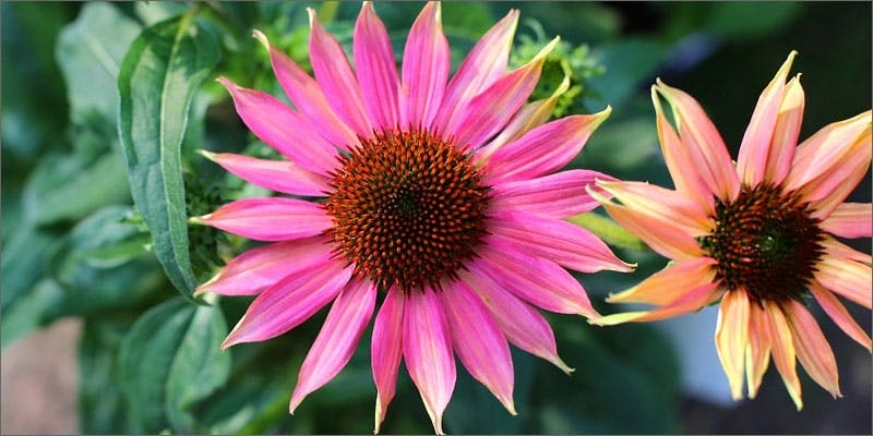 Check Out These Non-Marijuana Plants That Contain Cannabinoids