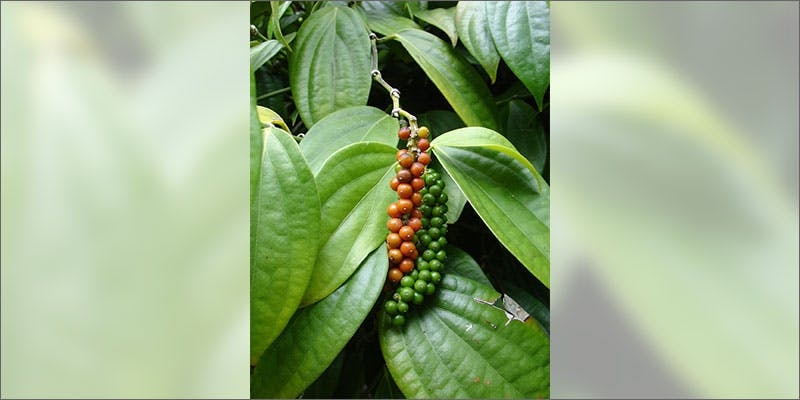 Check Out These Non-Marijuana Plants That Contain Cannabinoids