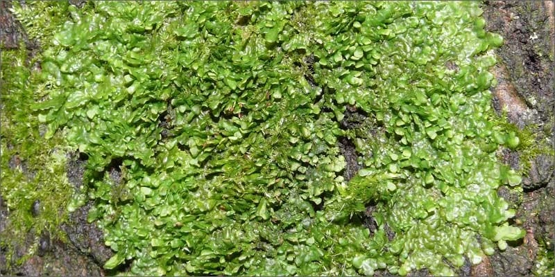 Check Out These Non-Marijuana Plants That Contain Cannabinoids