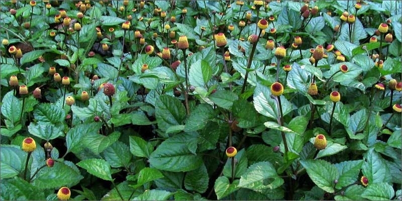 Check Out These Non-Marijuana Plants That Contain Cannabinoids