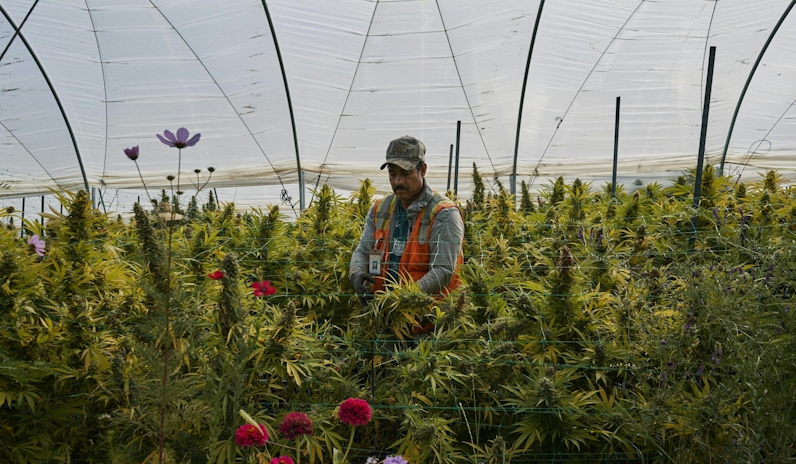 Here’s Where You Can Find The Best Weed In The World