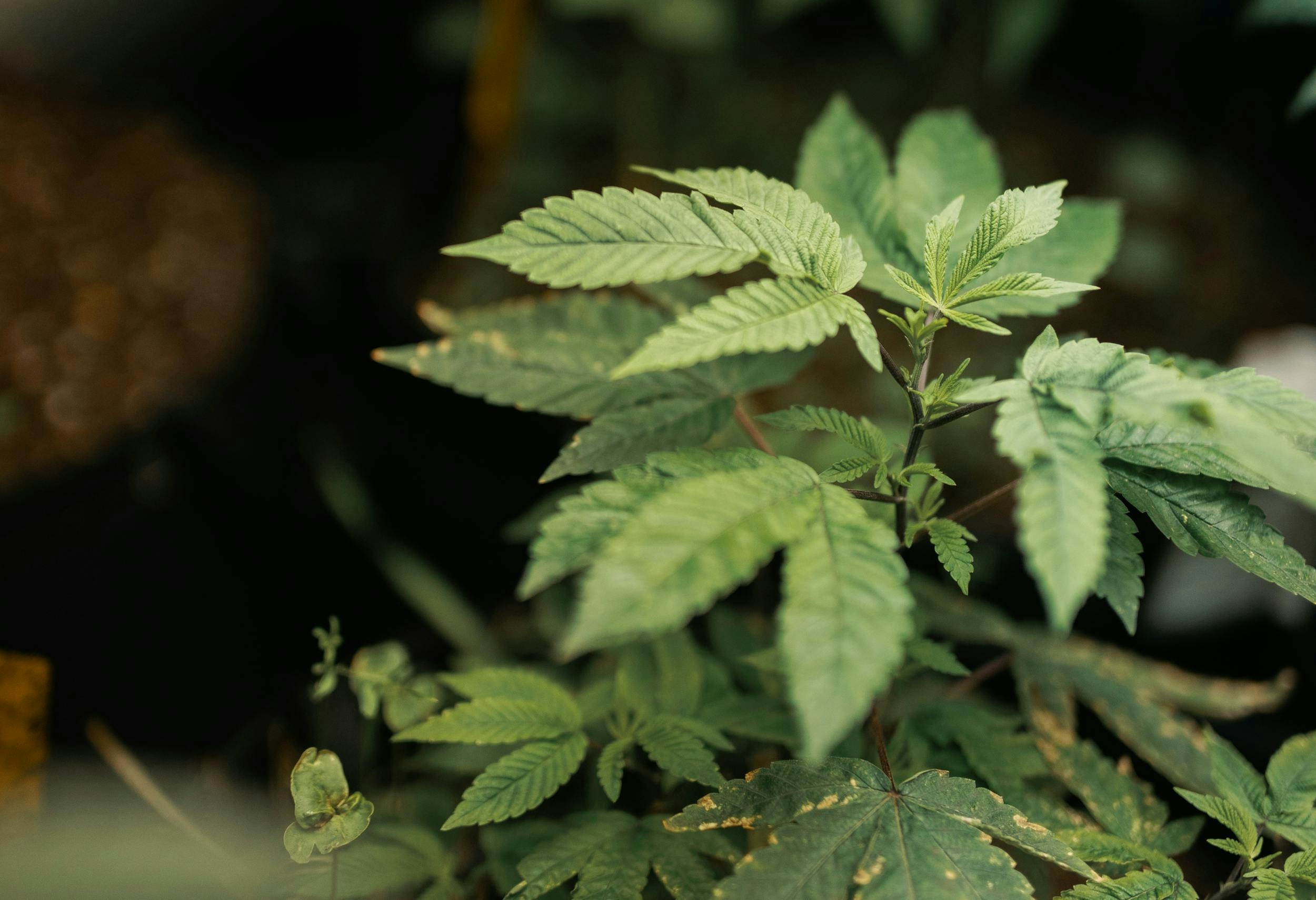 Here’s Where You Can Find The Best Weed In The World