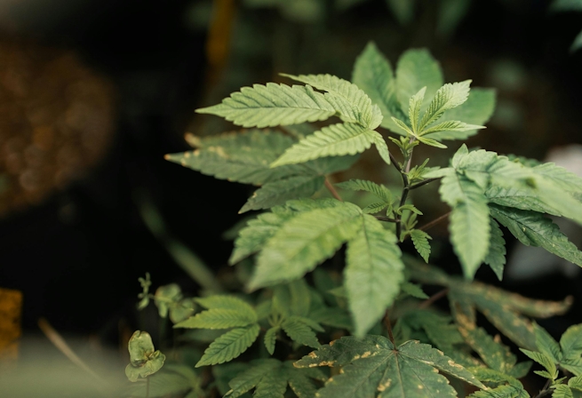 Here’s Where You Can Find The Best Weed In The World