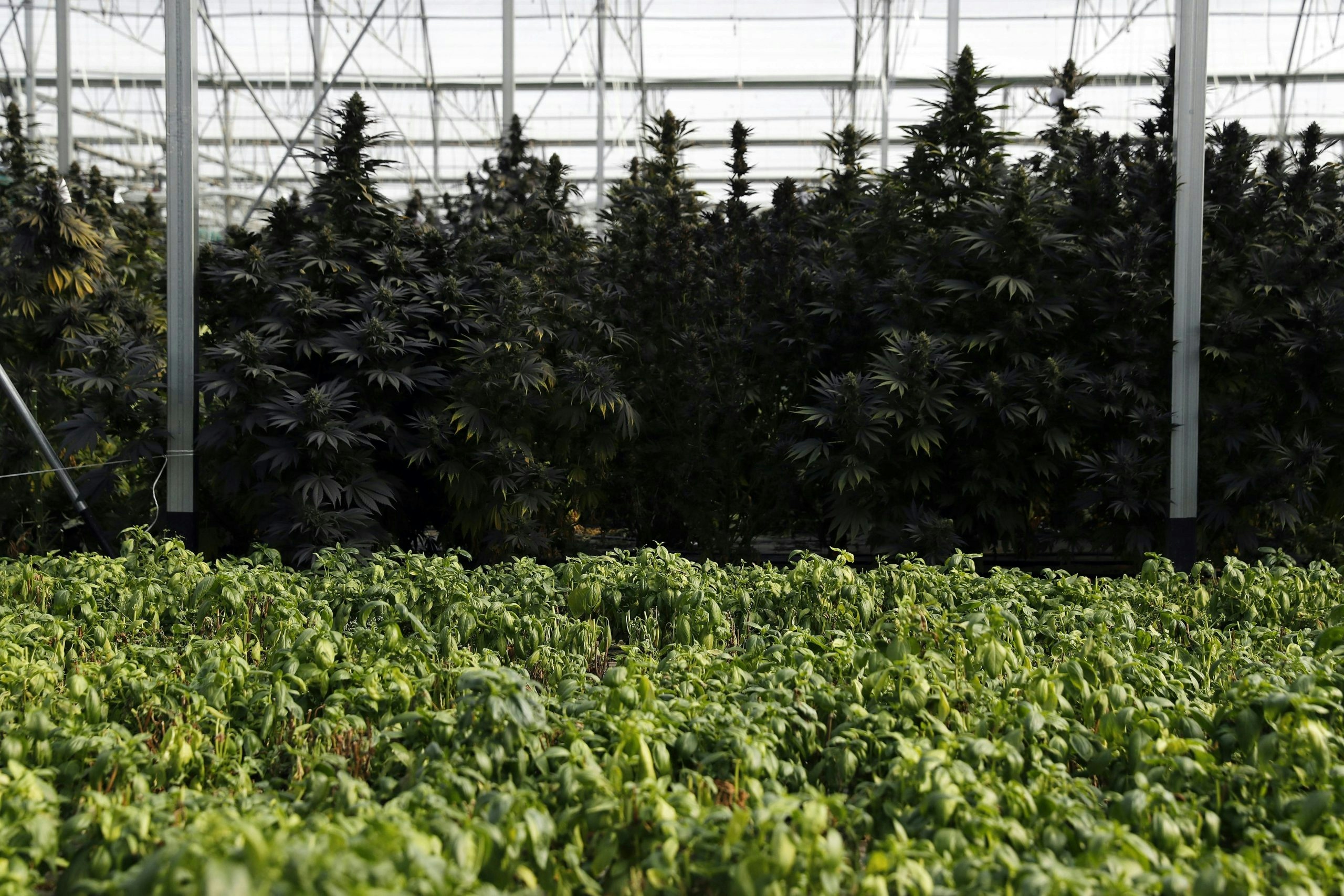 Here’s Where You Can Find The Best Weed In The World