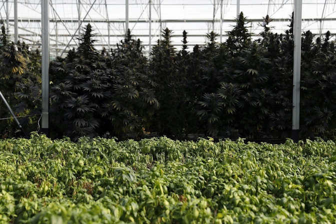 Here’s Where You Can Find The Best Weed In The World