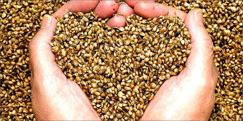 5 Health Benefits of Eating Raw Marijuana Seeds