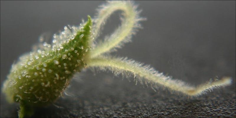 Cannabis Calyx: Did You Know It’s Most Resinous Part Of The Plant?