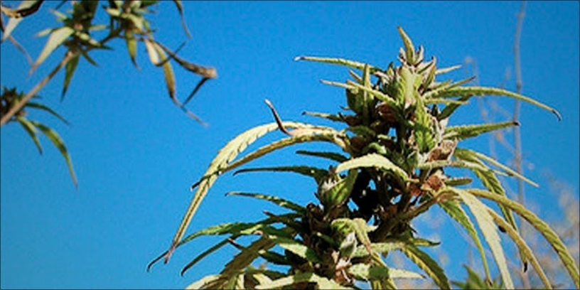 What Does It Feel Like To Be High On Weed?