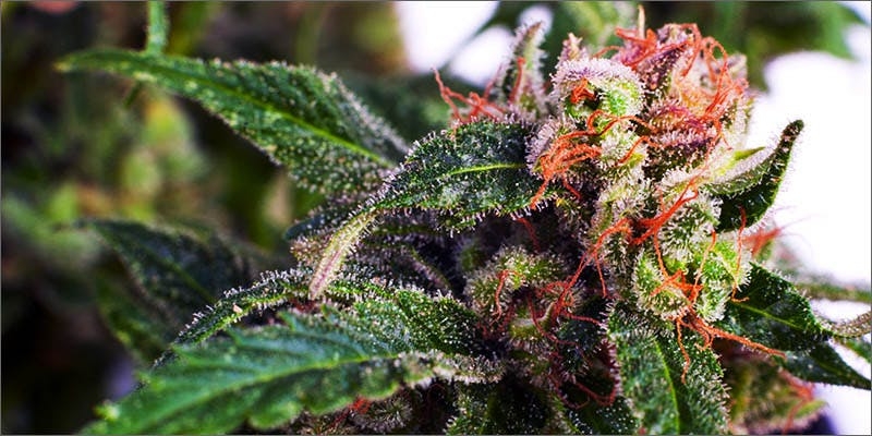 101 Ways To Smoke Weed. How Many Have You Tried?