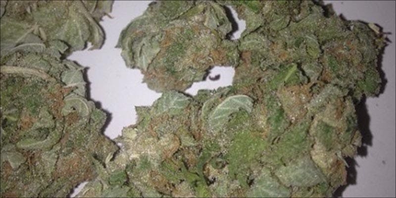 Top 10 Best Hybrid Weed Strains Ever Grown