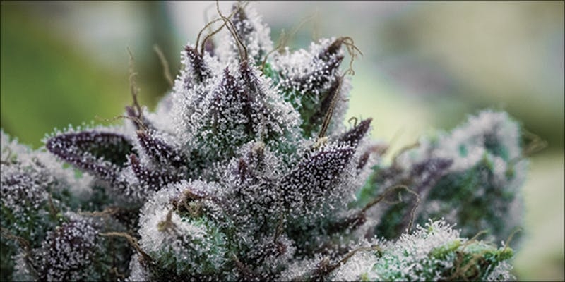 Top 10 Best Hybrid Weed Strains Ever Grown