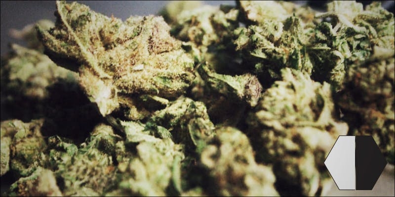 Top 10 Best Hybrid Weed Strains Ever Grown