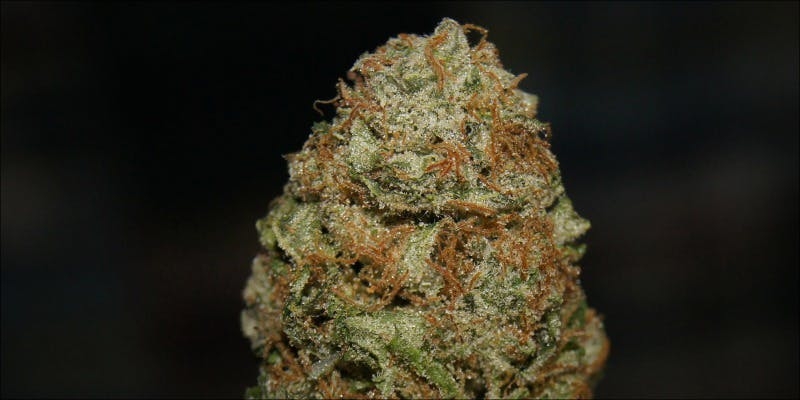 Top 10 Best Hybrid Weed Strains Ever Grown