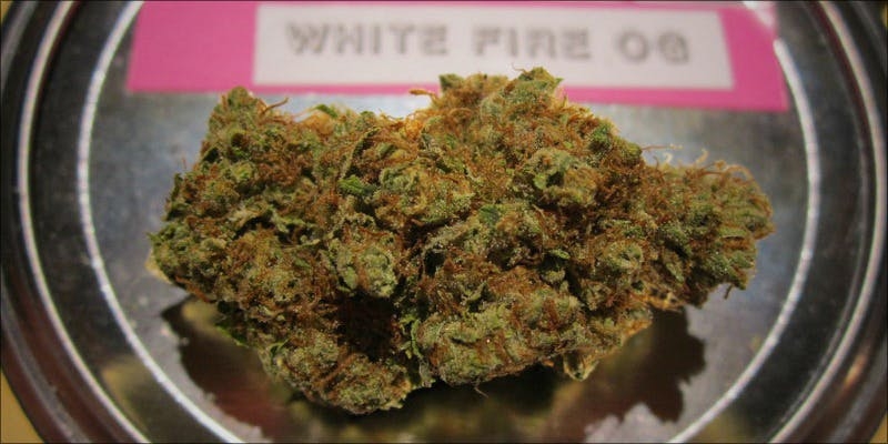 Top 10 Best Hybrid Weed Strains Ever Grown